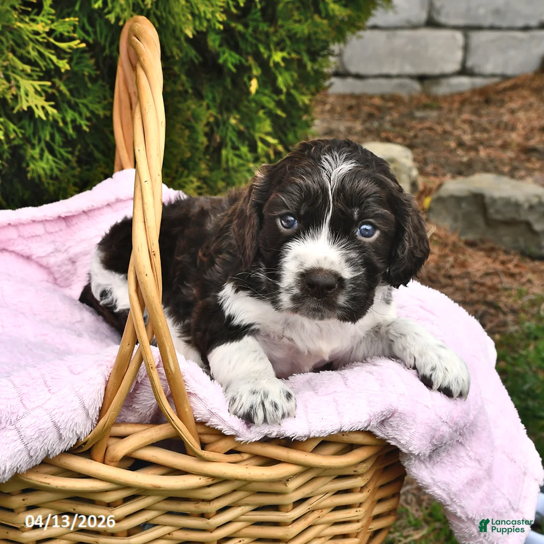 English Springer Spaniel dogs for sale: Ellie - Ad 2