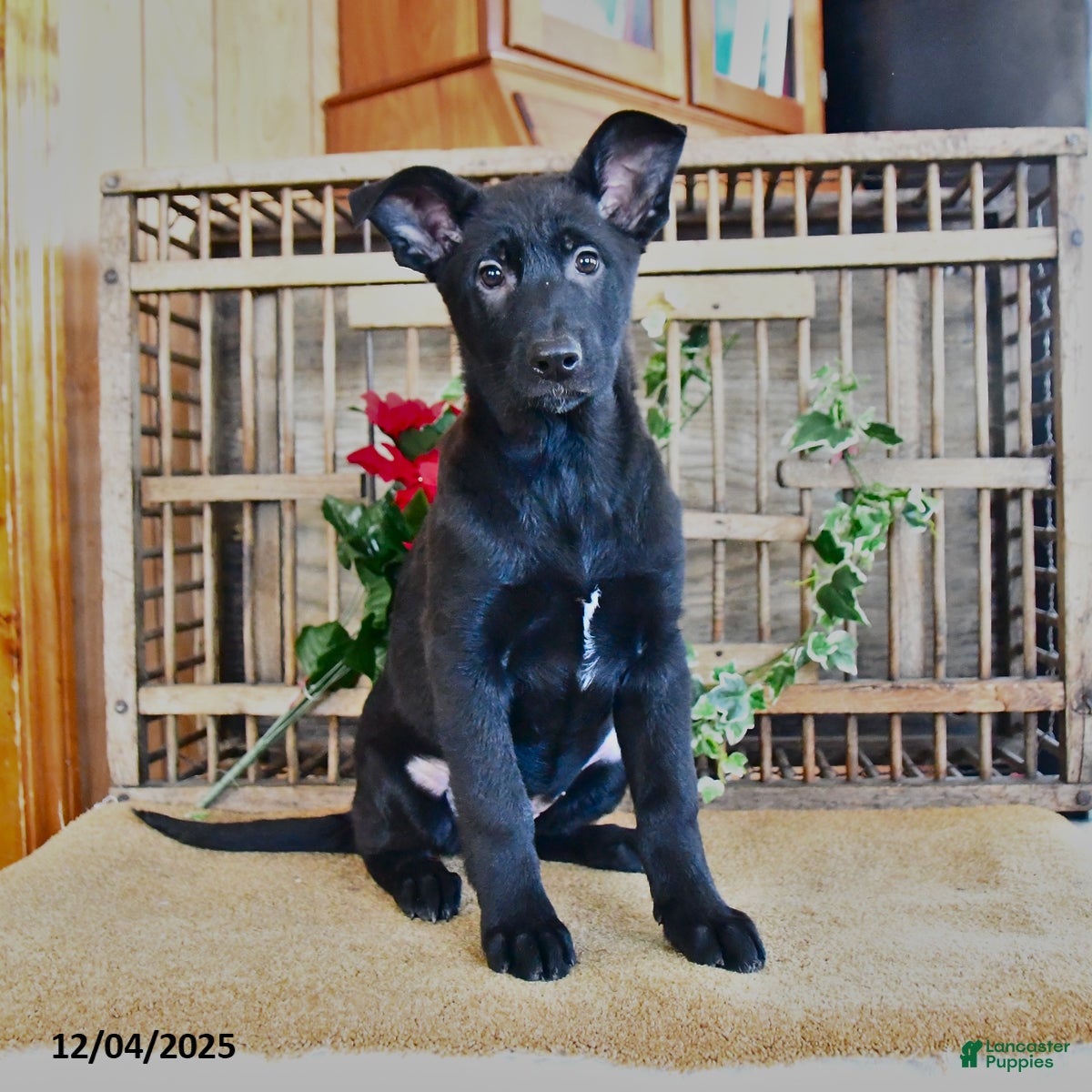 Mixed Breed dogs Olivia - Ad 17