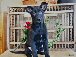 Mixed Breed dogs Olivia - Ad 6