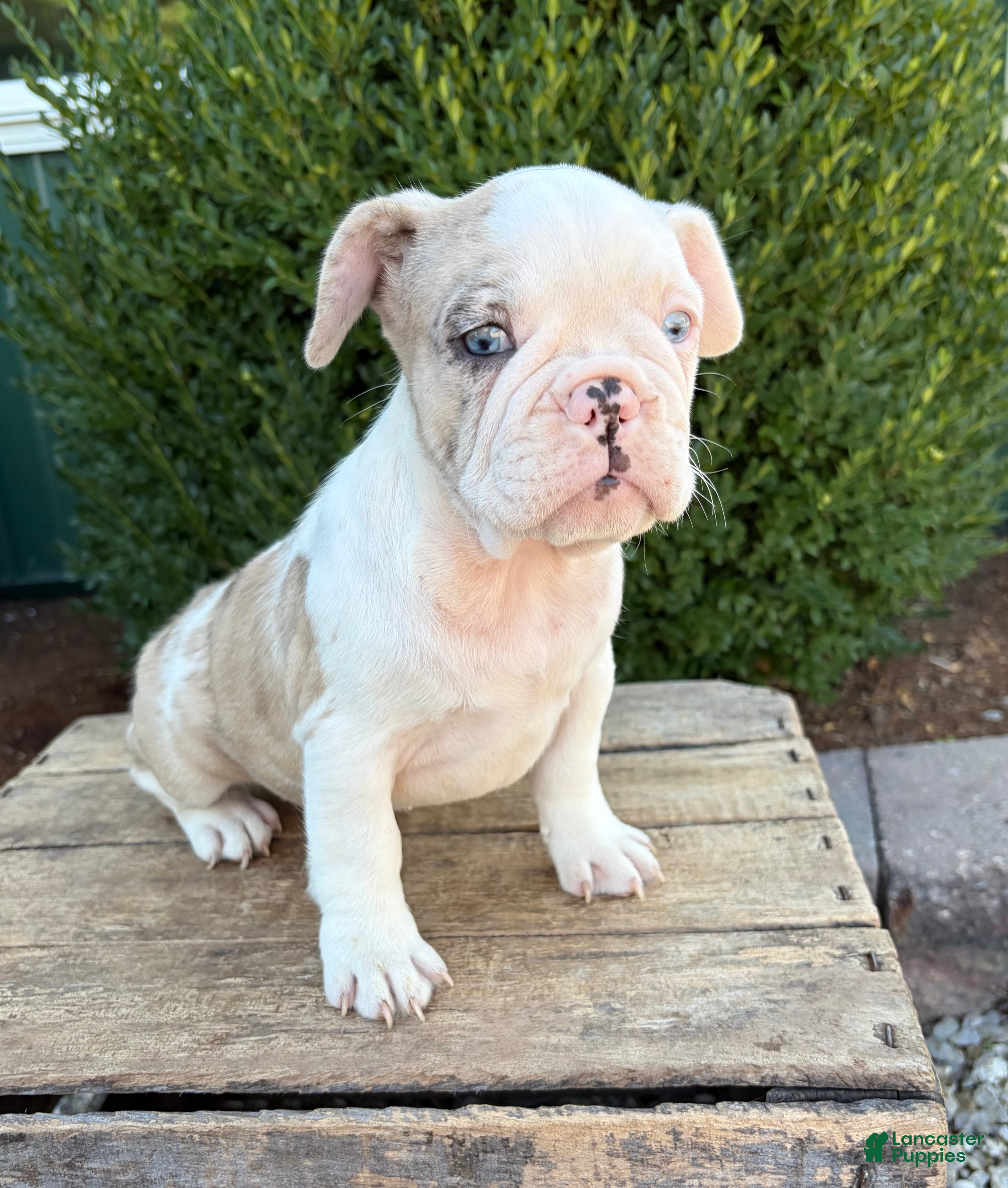 French Bulldog dogs Dina  - Ad 20