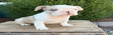 Dina 