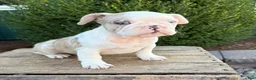 French Bulldog dogs for sale: Dina  - Ad 1