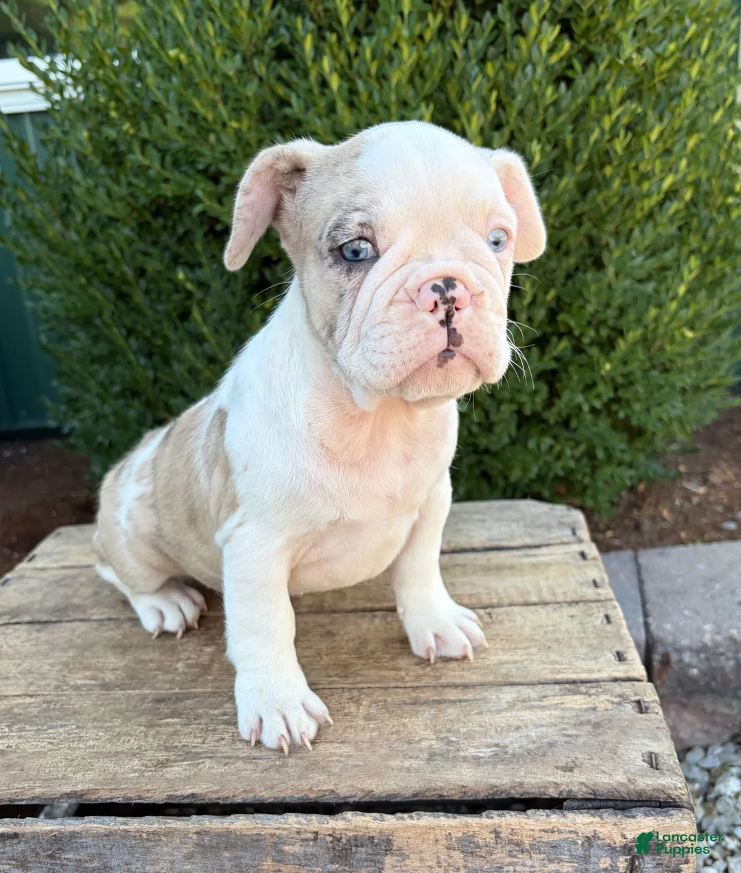 French Bulldog dogs for sale: Dina  - Ad 1