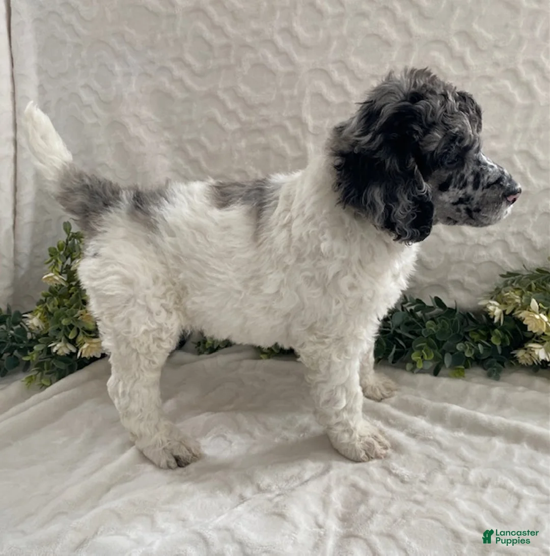 Standard Poodle dogs for sale: Kenny- genetic clear - Ad 6