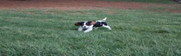 Cavalier King Charles Spaniel dogs for sale: Congo - House and Crate Trained - Ad 14