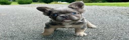 French Bulldog dogs for sale: Kash - Ad 1