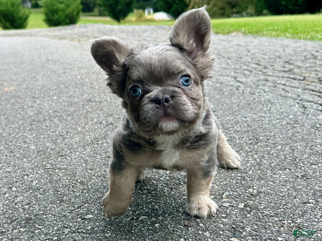 French Bulldog dogs for sale: Kash - Ad 1