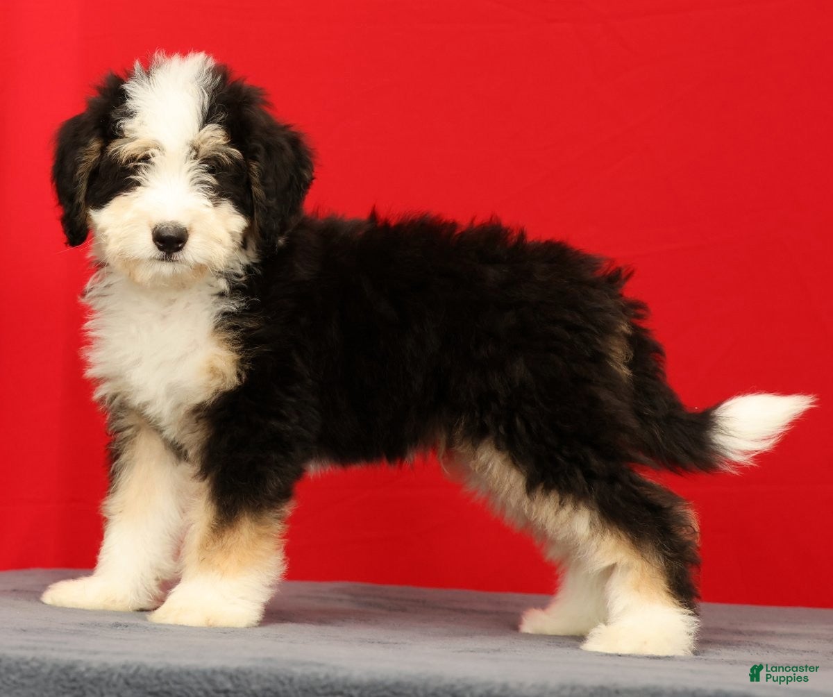 Mini Bernedoodle dogs Charlie - Ad 2