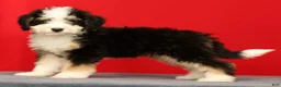 Mini Bernedoodle dogs for sale: Charlie - Ad 2