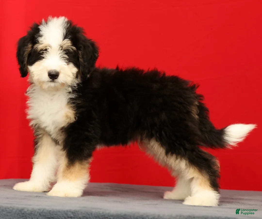 Mini Bernedoodle dogs for sale: Charlie - Ad 2