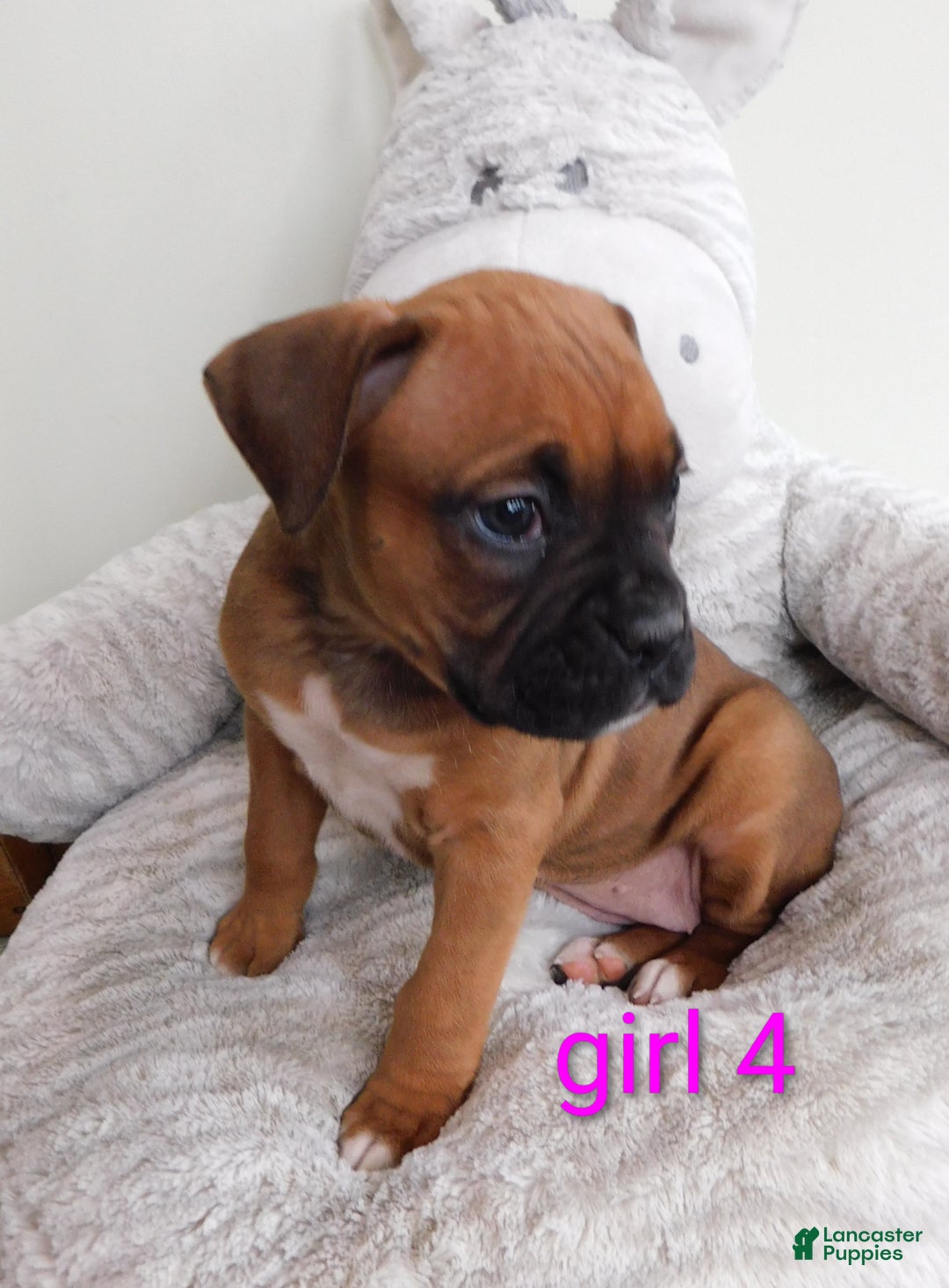 Boxer dogs for sale: Boxer Puppy 5 - Ad 3