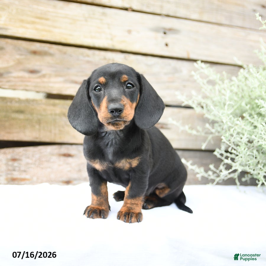 Miniature Dachshund dogs Daffodil - Ad 1