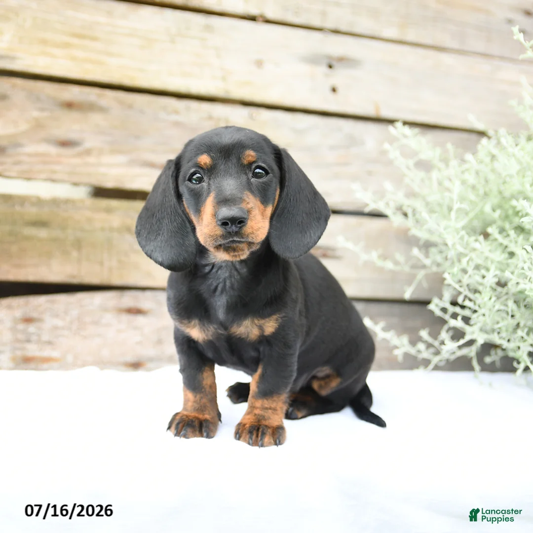 Miniature Dachshund dogs for sale: Daffodil - Ad 1