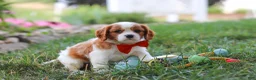 Cavalier King Charles Spaniel dogs for sale: Carter - Ad 10