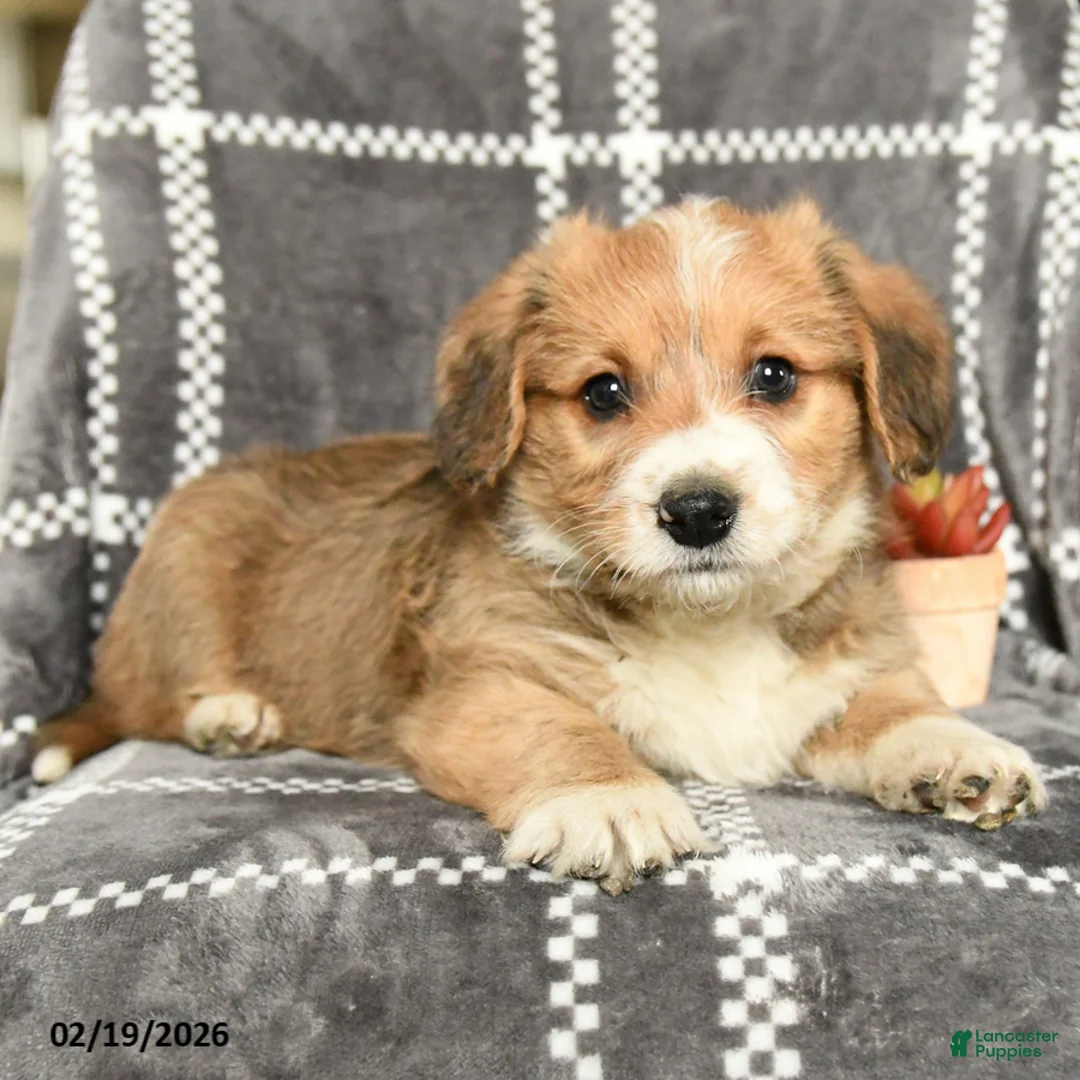 Mixed Breed dogs for sale: Baron - Ad 3