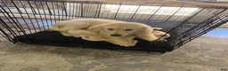 Golden Retriever dogs for sale: Golden Retriever 1 - Ad 5
