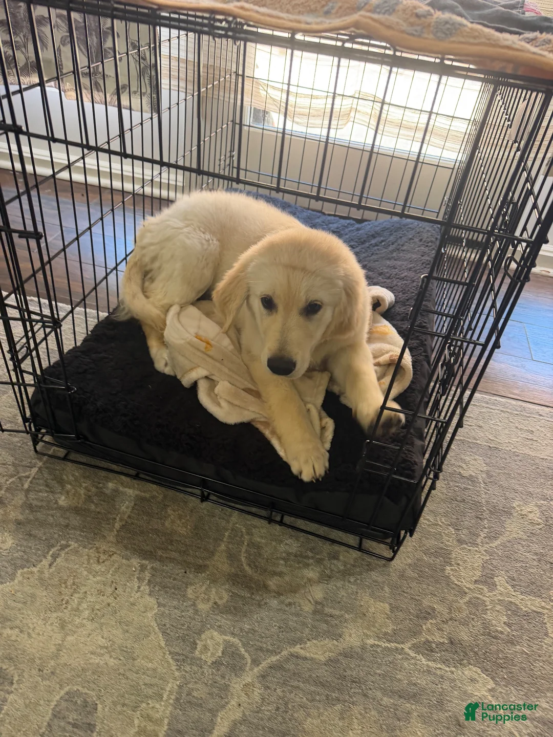 Golden Retriever dogs for sale: Golden Retriever 1 - Ad 5