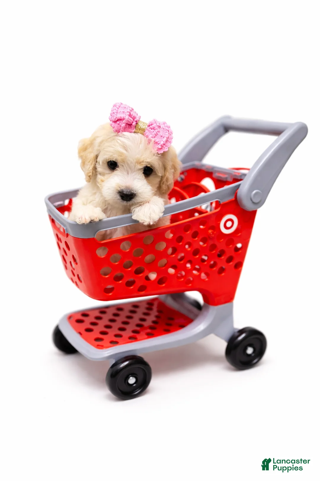 Maltipoo dogs for sale: TRUE - Ad 1