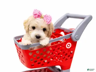 Maltipoo dogs TRUE - Ad 2