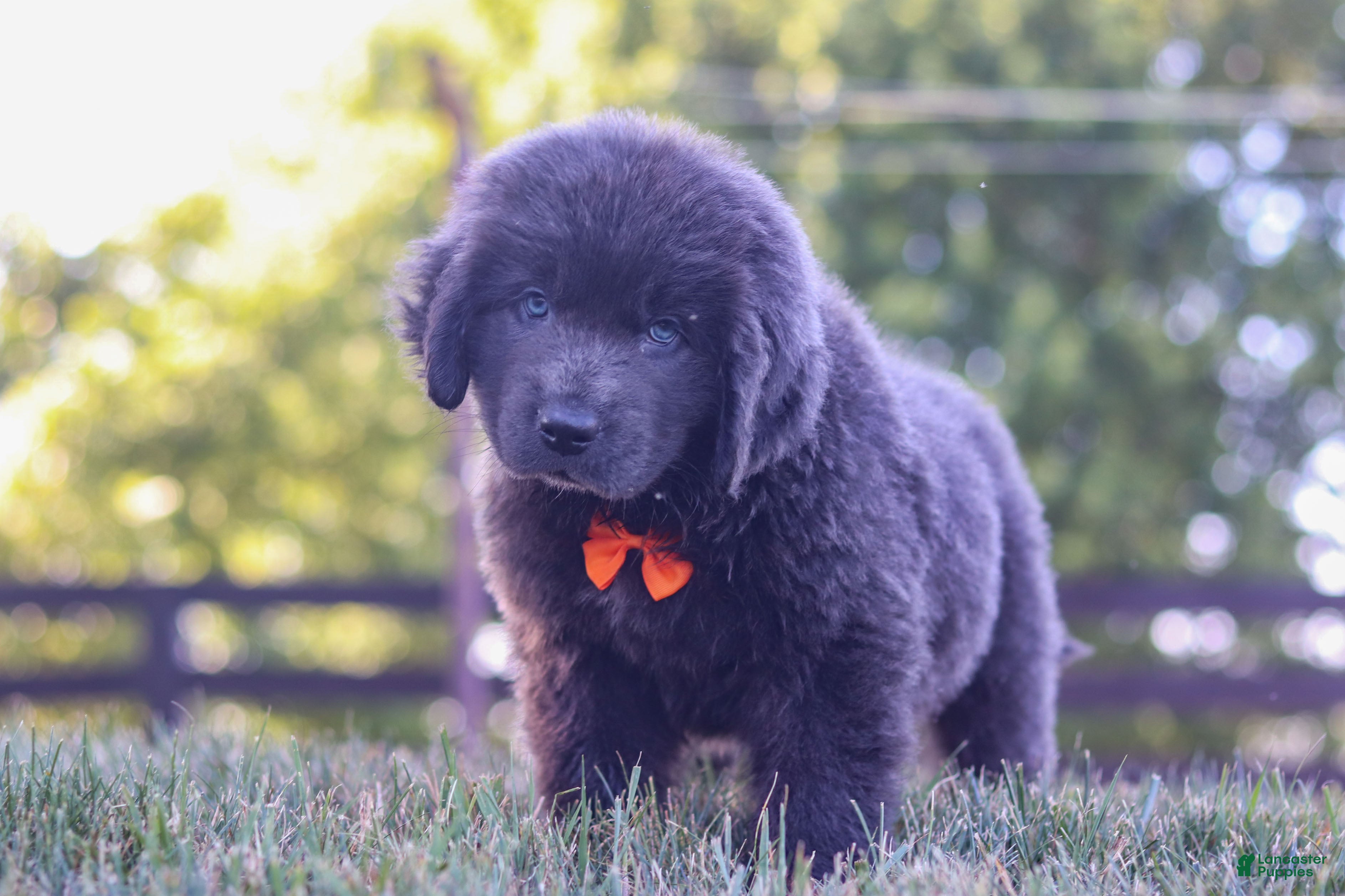 Newfoundland dogs King - Ad 2