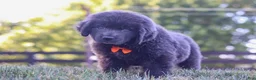 Newfoundland dogs for sale: King - Ad 2