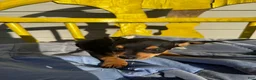 Chihuahua dogs for sale: Austin - Ad 5