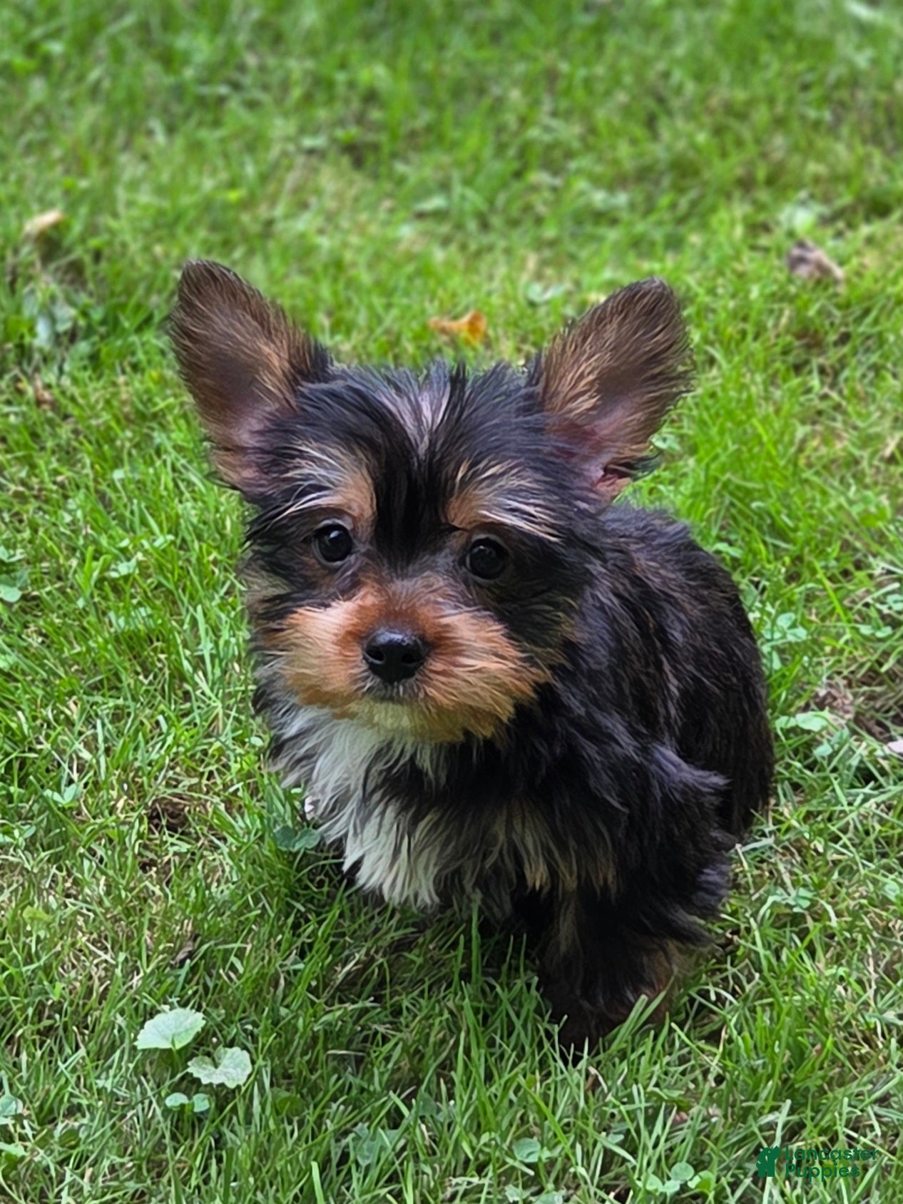 Morkie dogs Maple - Ad 1