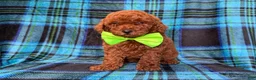 Mini Goldendoodle dogs for sale: Scooby - Ad 4