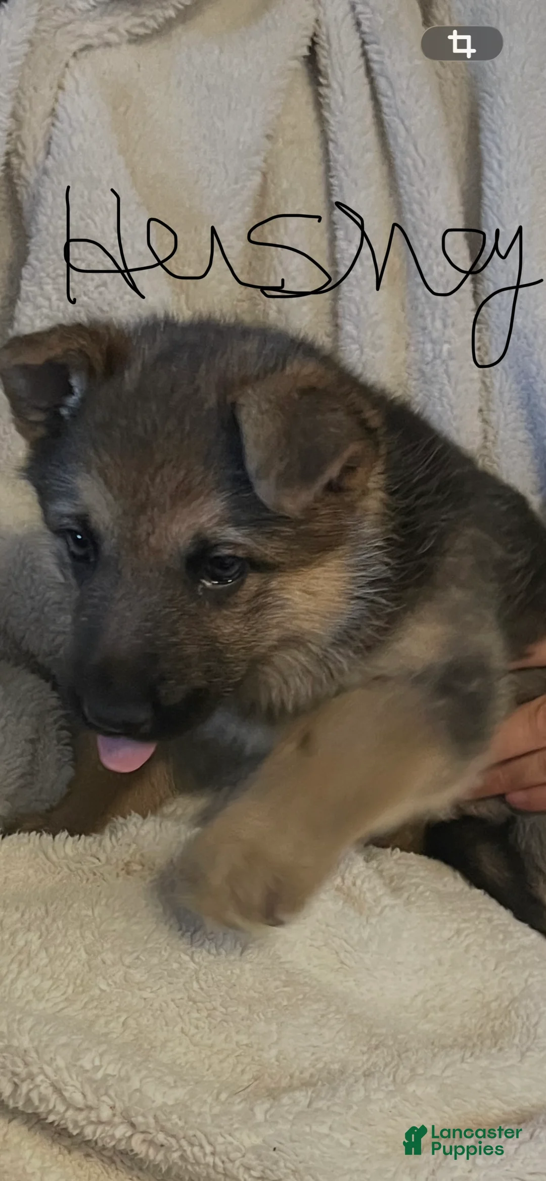 German Shepherd dogs for sale: Hershey  - Ad 1