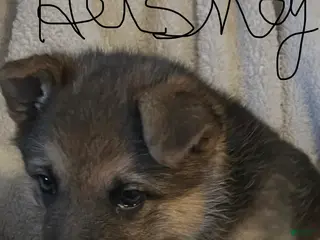 German Shepherd dogs Hershey - Ad 42