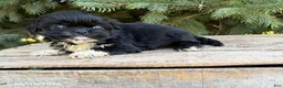 Shih Tzu dogs for sale: Opal - Ad 3