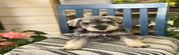 Miniature Schnauzer dogs for sale: Lilly - Ad 6