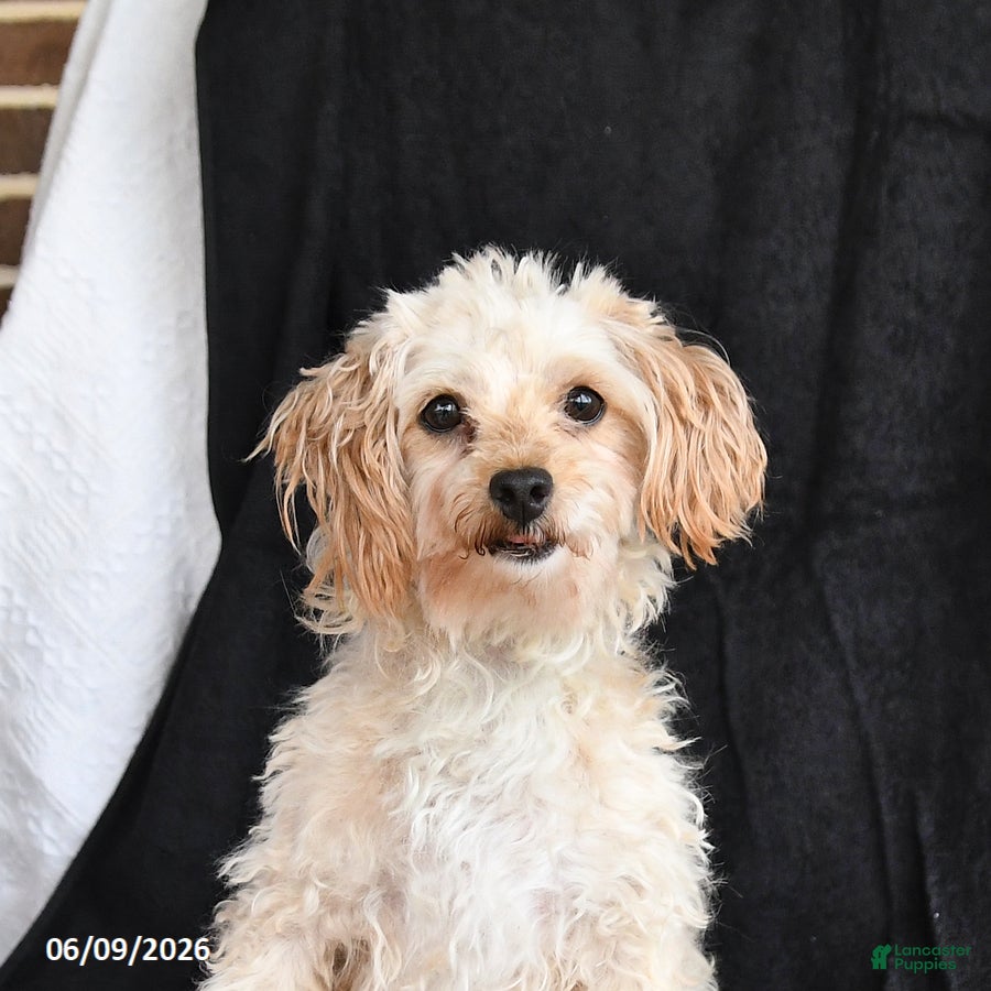 Maltipoo dogs Pansy - Ad 2