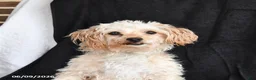 Maltipoo dogs for sale: Pansy - Ad 2