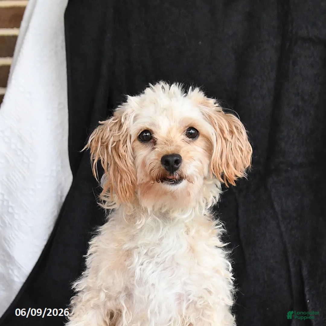 Maltipoo dogs for sale: Pansy - Ad 2