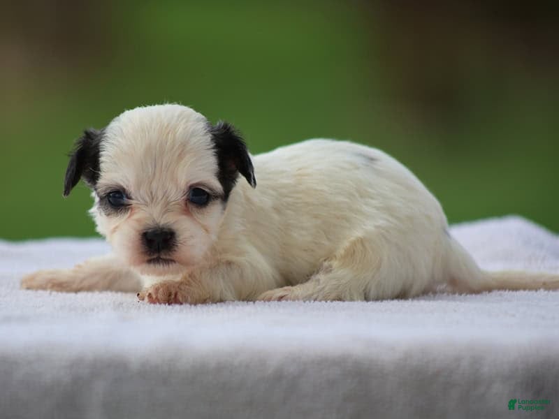 Mixed Breed dogs Kasper - Ad 4