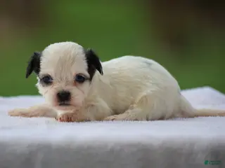 Mixed Breed dogs Kasper - Ad 31