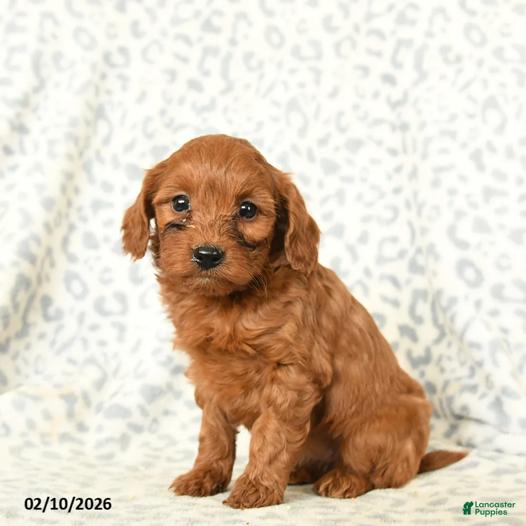 Miniature Poodle dogs for sale: Lilly - Ad 2