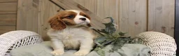 Cavalier King Charles Spaniel dogs for sale: Charlie - Ad 4