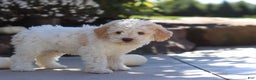 Lagotto Romagnolo dogs for sale: Cruz - Ad 5