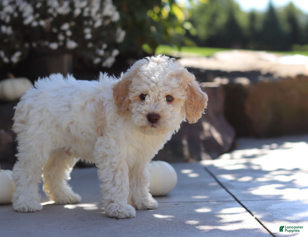 Lagotto Romagnolo dogs for sale: Cruz - Ad 5