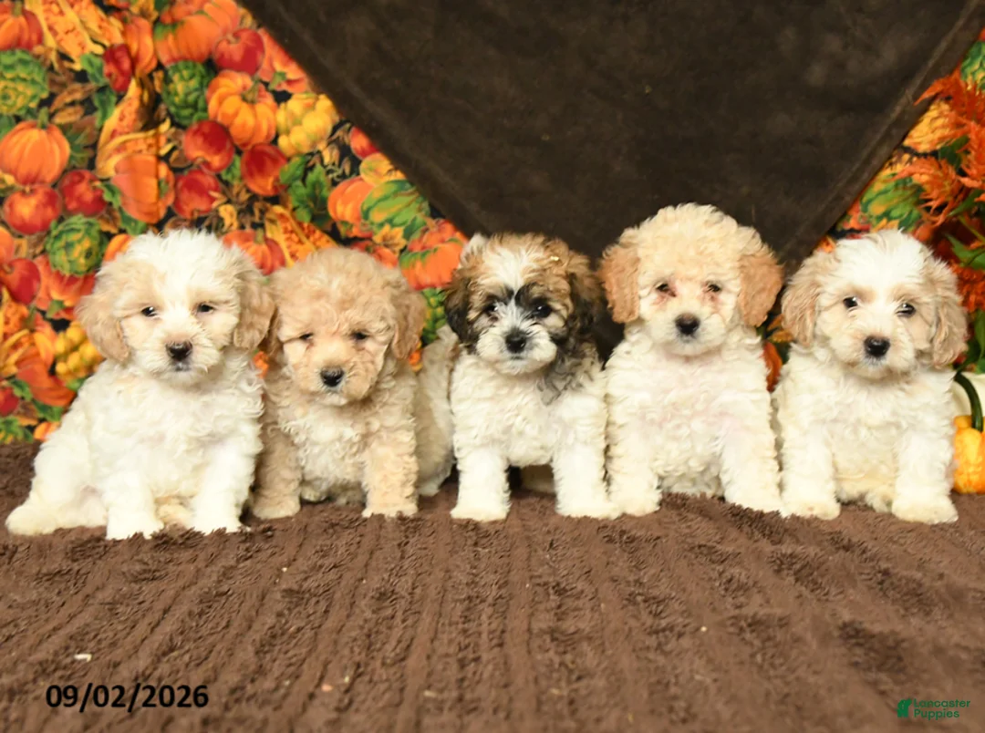 Maltipoo dogs for sale: Benny - Ad 3