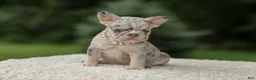 French Bulldog dogs for sale: Dahlia - Ad 7