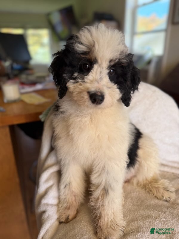 Bernedoodle dogs for sale: Maverick - Ad 1