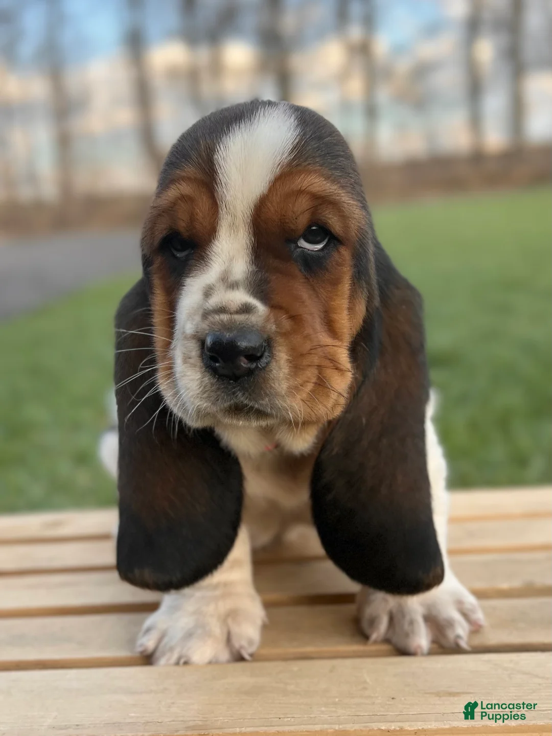 Basset Hound dogs for sale: Clara - Ad 2