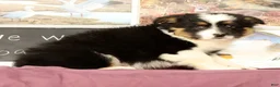 Mixed Breed dogs for sale: Travis - Ad 3
