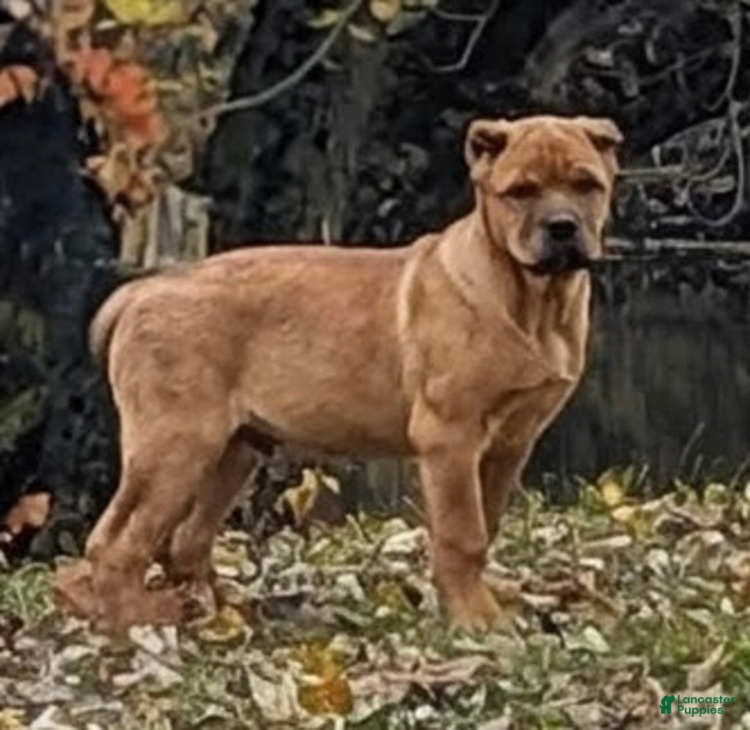 Cane Corso dogs for sale: Grey collar- male - Ad 2