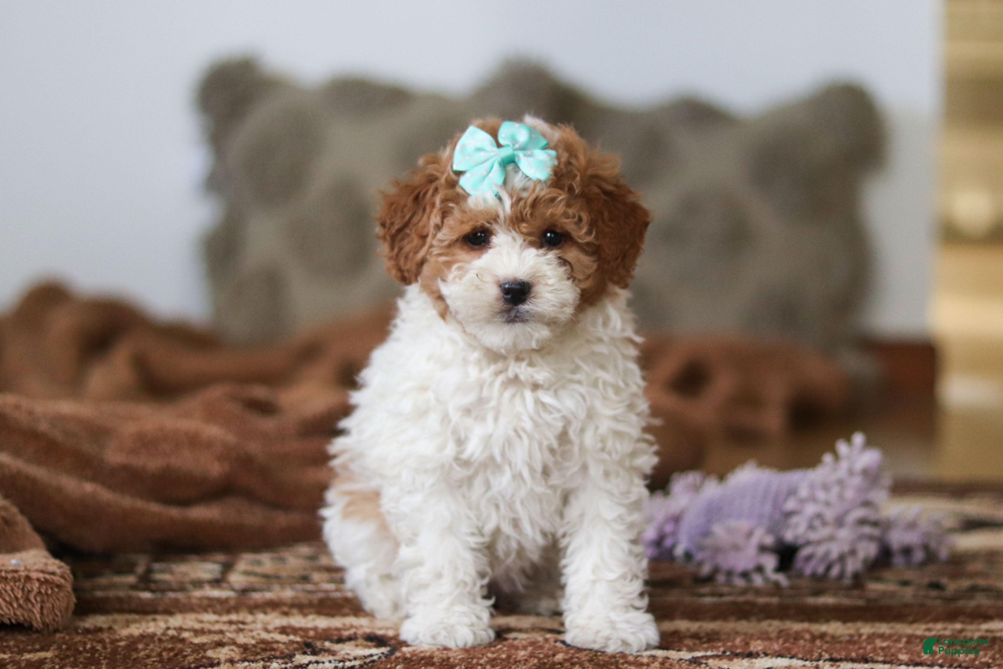 Mini Bernedoodle dogs Ivy - Ad 2