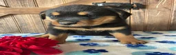 Rottweiler dogs for sale: Blossom - Ad 2