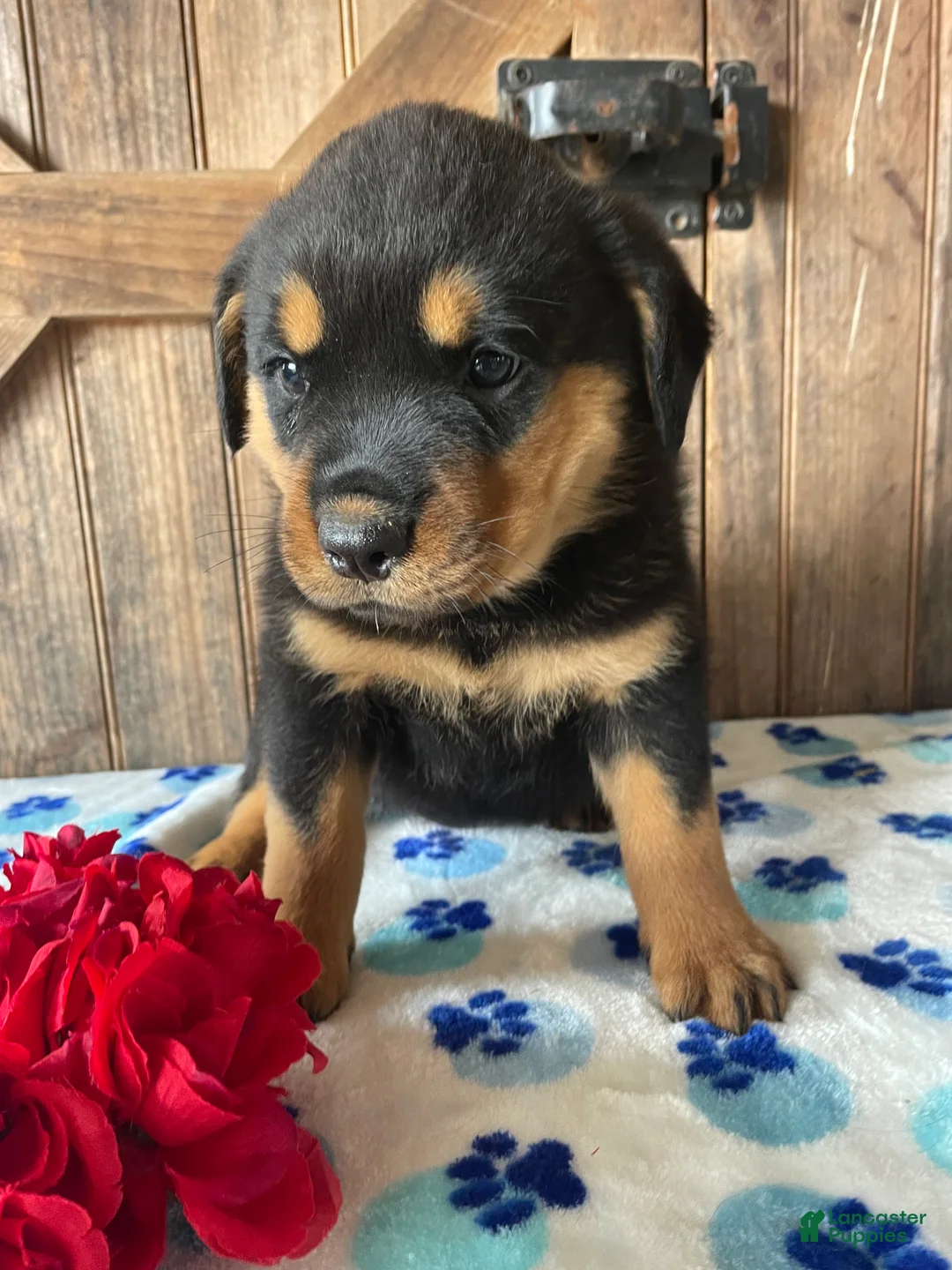 Rottweiler dogs for sale: Blossom - Ad 2